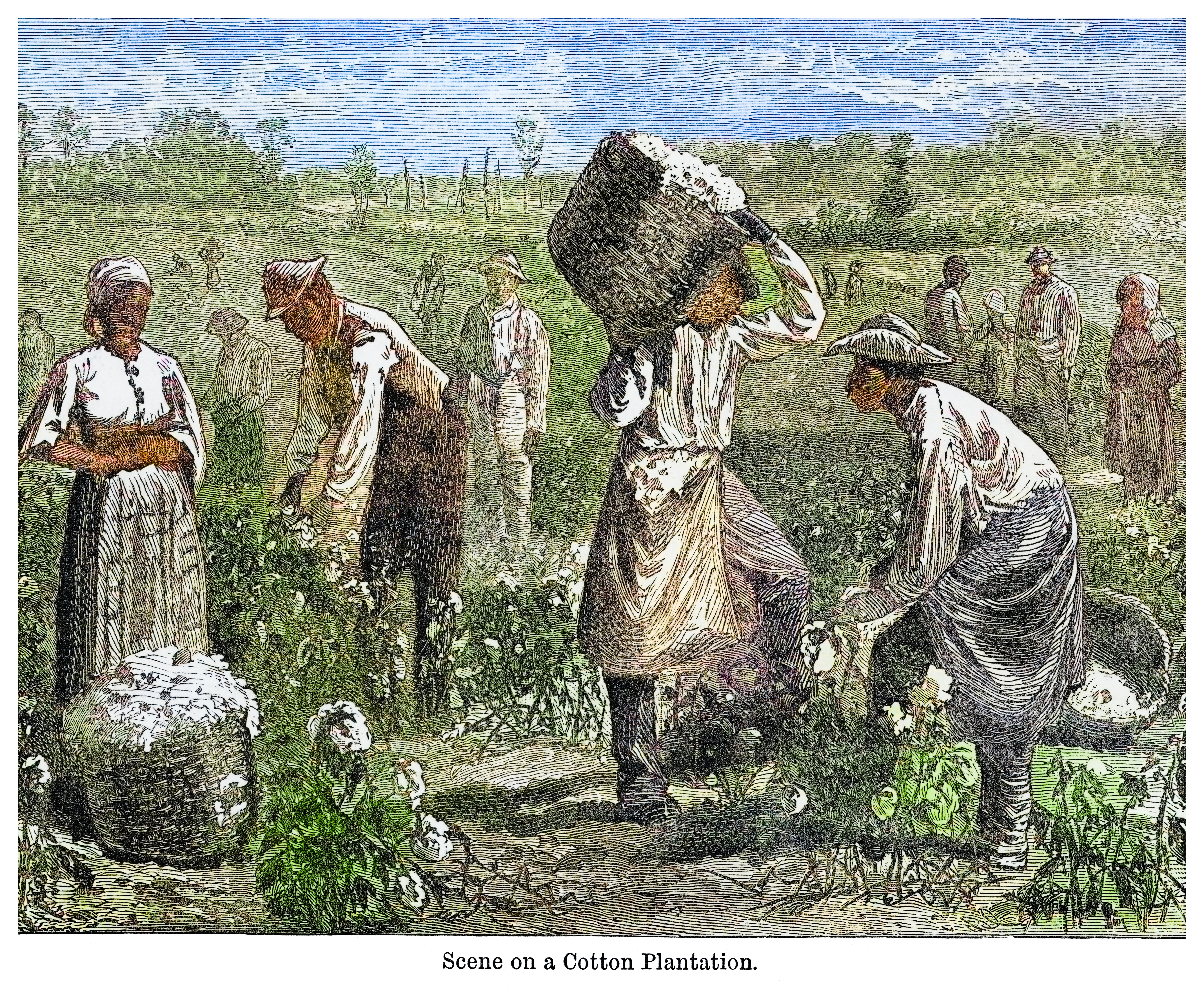 Engraved illustration of cotton plantation (mikroman6/Moment via Getty Images)