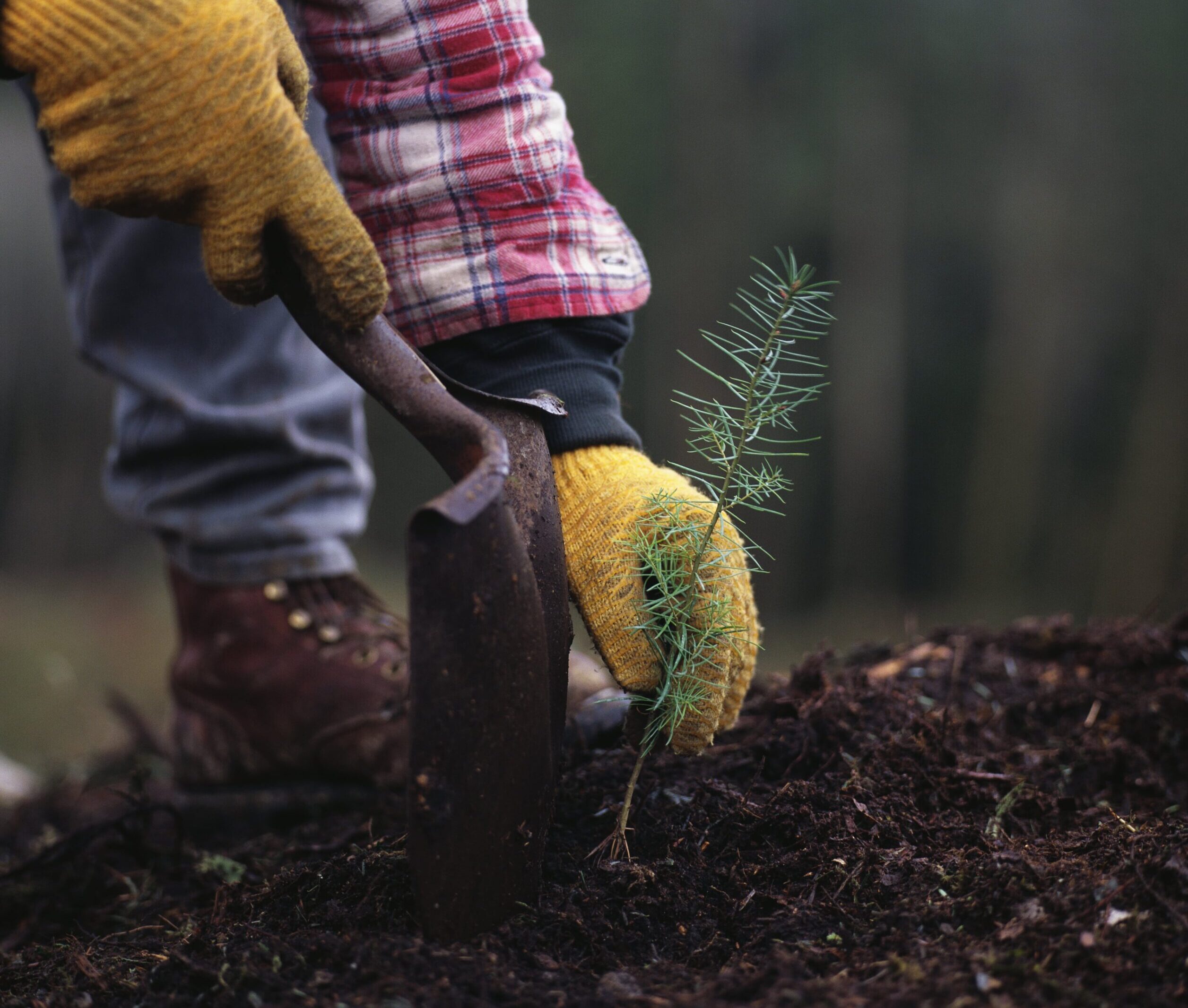 Russell Kirk’s Conservative Environmentalism 